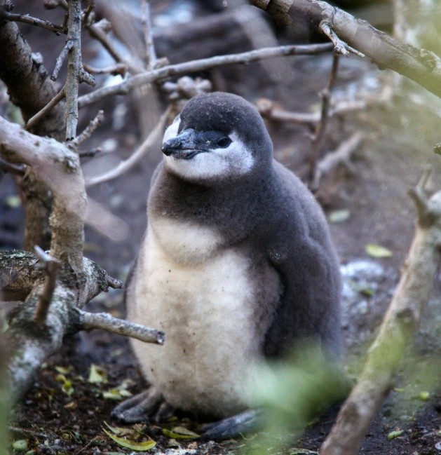 an image of a penguin sitting on the ground