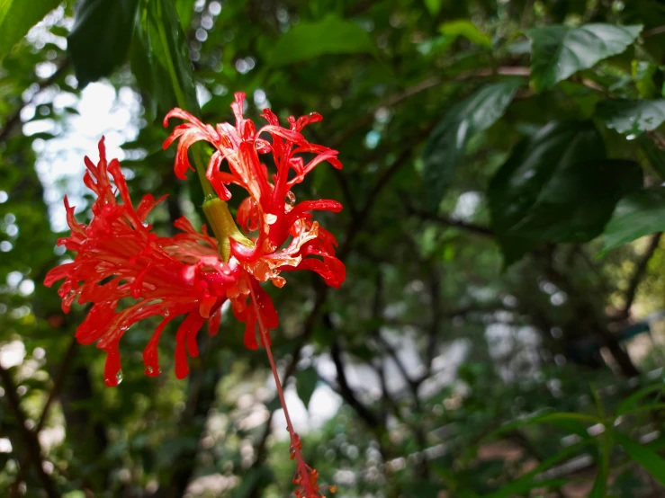 a flower in a forest with many leaves