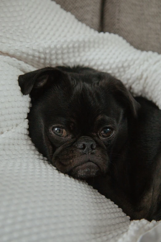 black pug sitting in a blanket on top of a brown couch