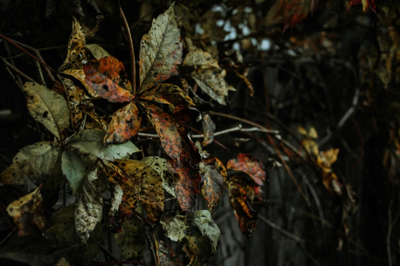 a cluster of leaves is falling on the ground