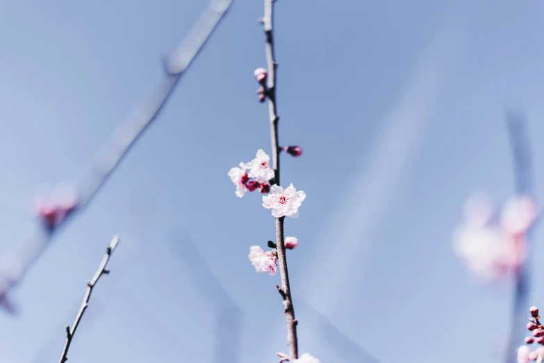 the nches of a small flowering fruit tree