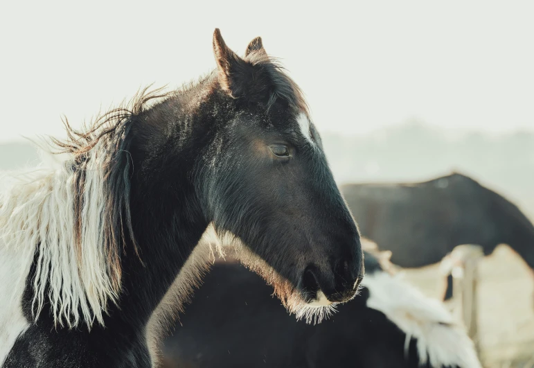 two horses in the distance, looking forward