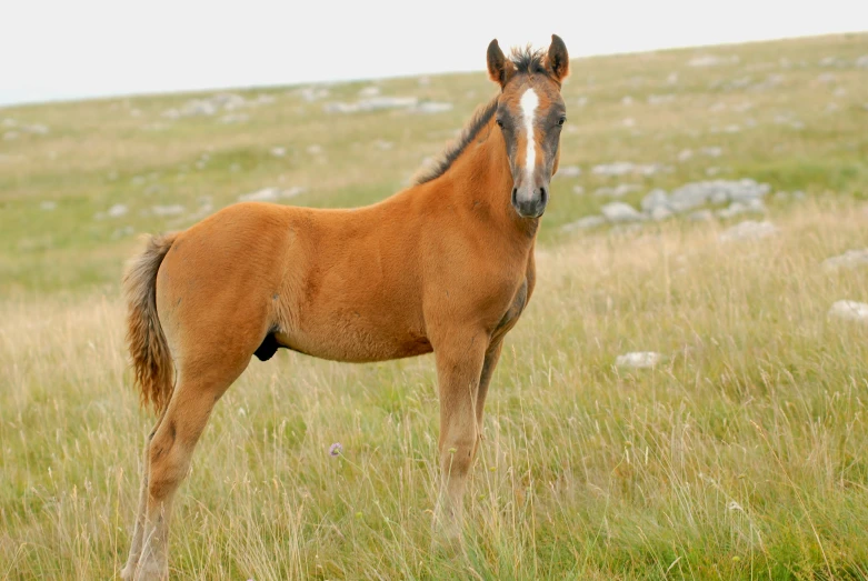 a large brown horse standing on a grassy hillside