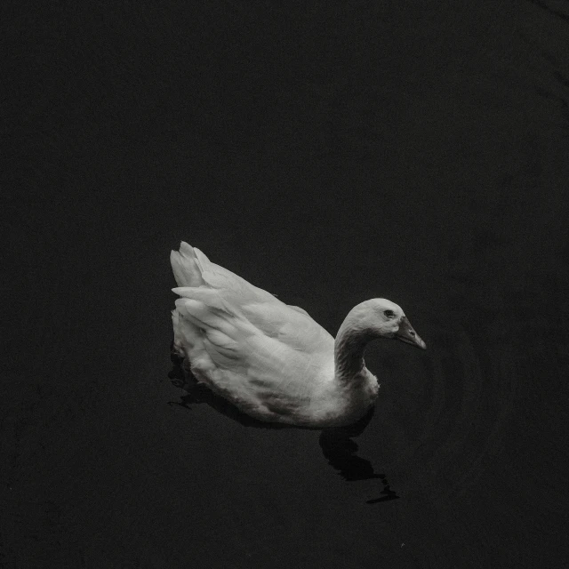a large white duck floating on top of water