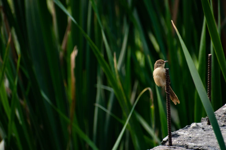 a small bird stands on an unoccupied pole