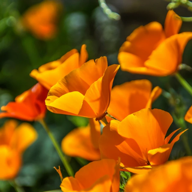 an array of orange flowers sitting in a garden