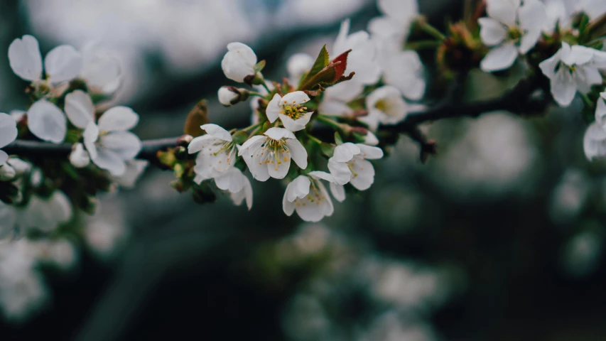 an apple blossom is shown in this close up image