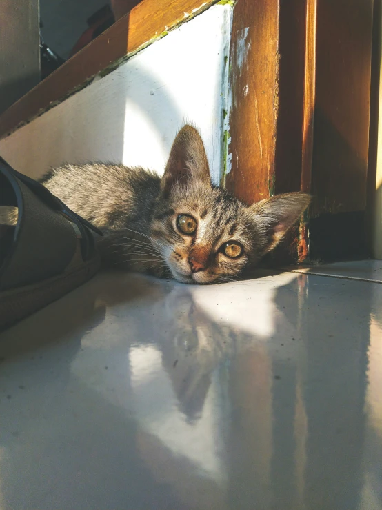 a kitten peeking out from under a chair with his eyes open