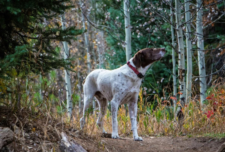 a dog stands in the woods staring at soing