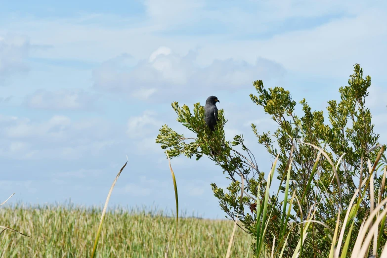 a black bird is sitting on a nch near tall grass