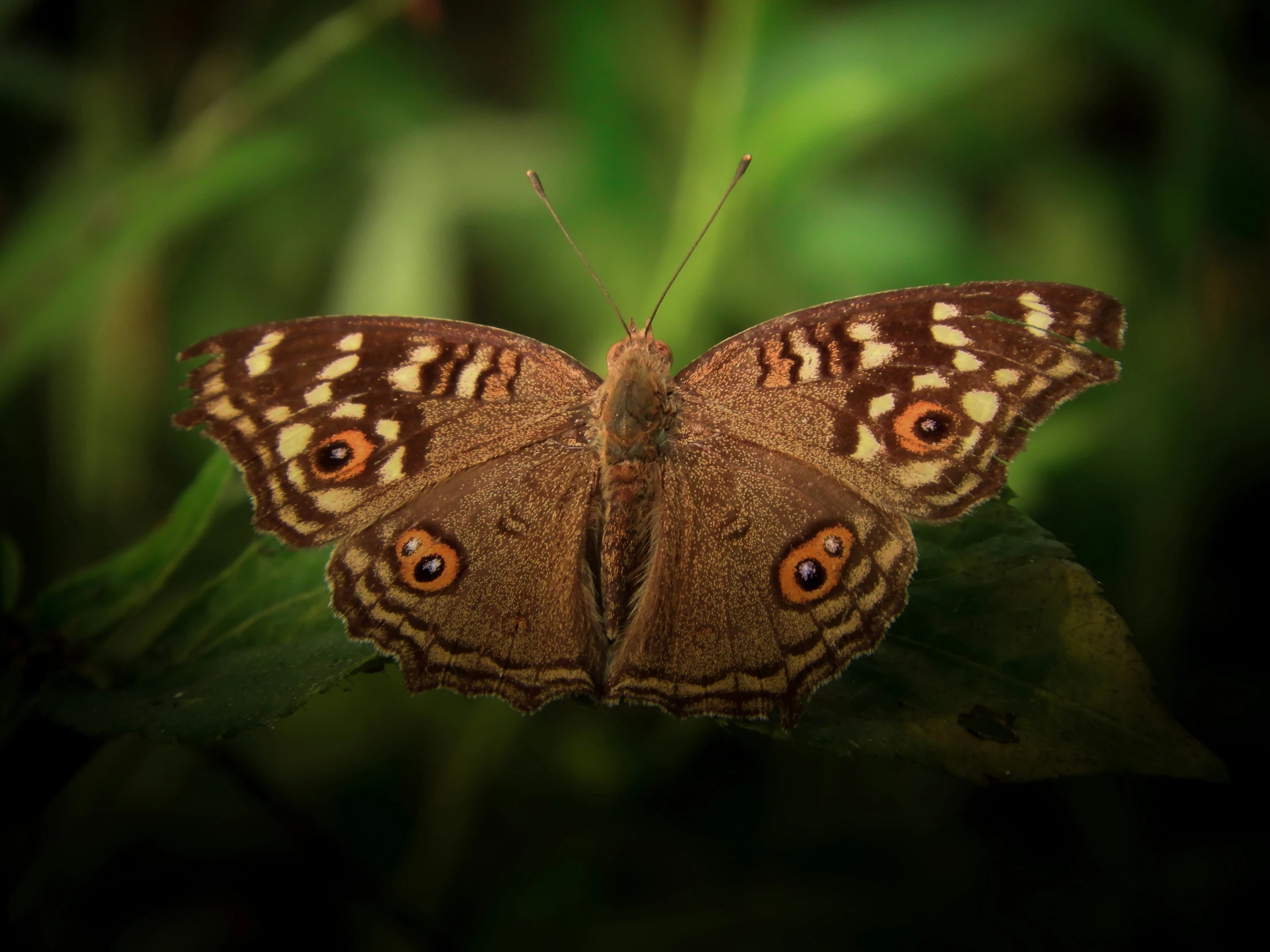 close up of the back wing of a brown erfly