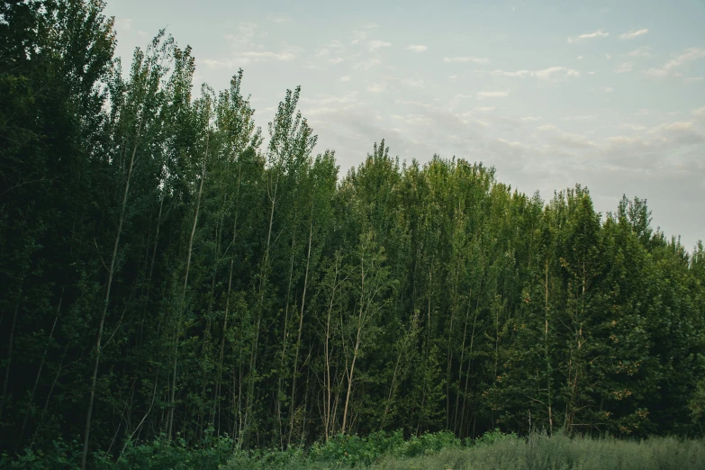 the tall trees in the woods are very thin