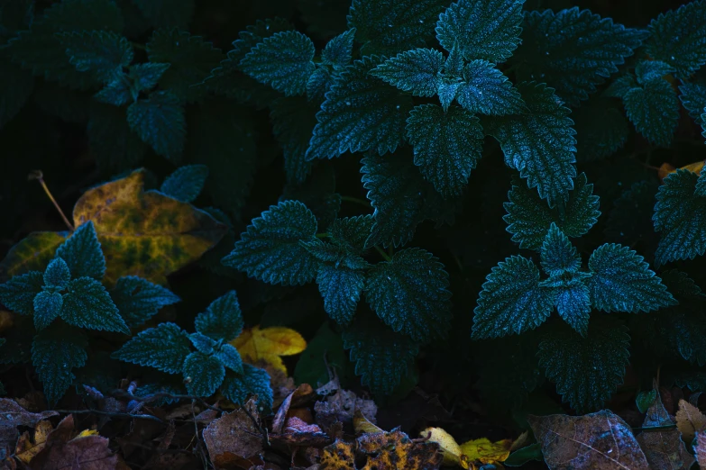 a group of green leaves and leaves on the ground