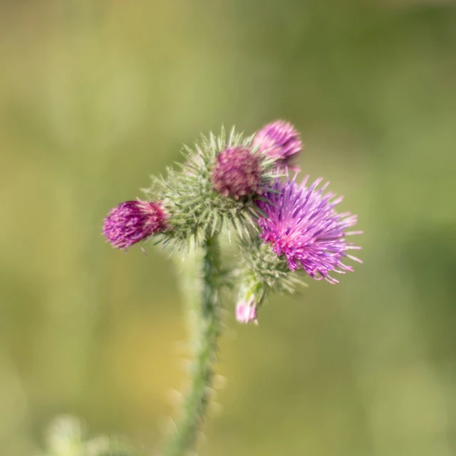 a couple of very pretty pink flowers in a field