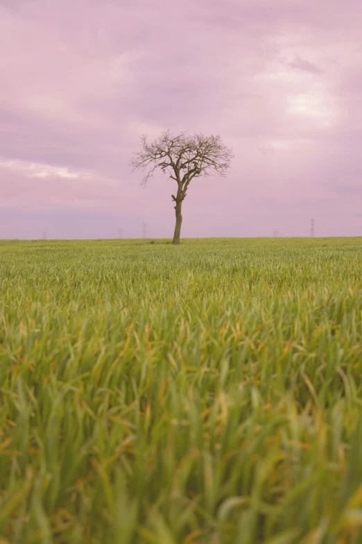 the view from the ground to an old tree on a grassy hill