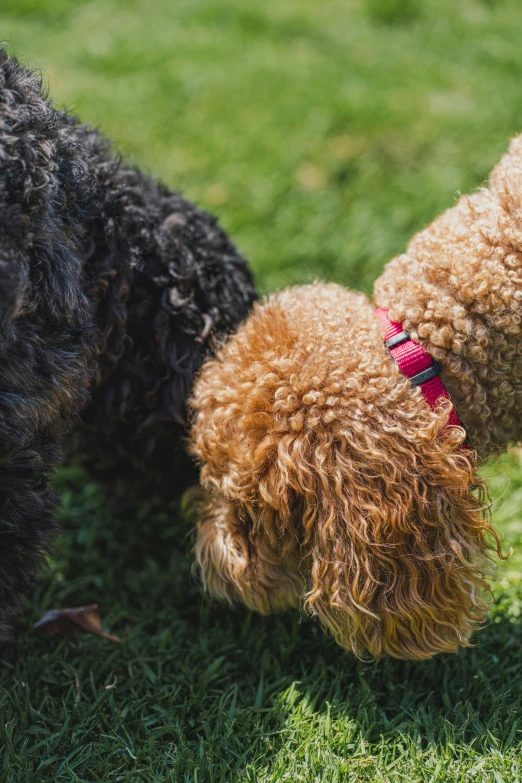 two dogs are looking at each other from the ground