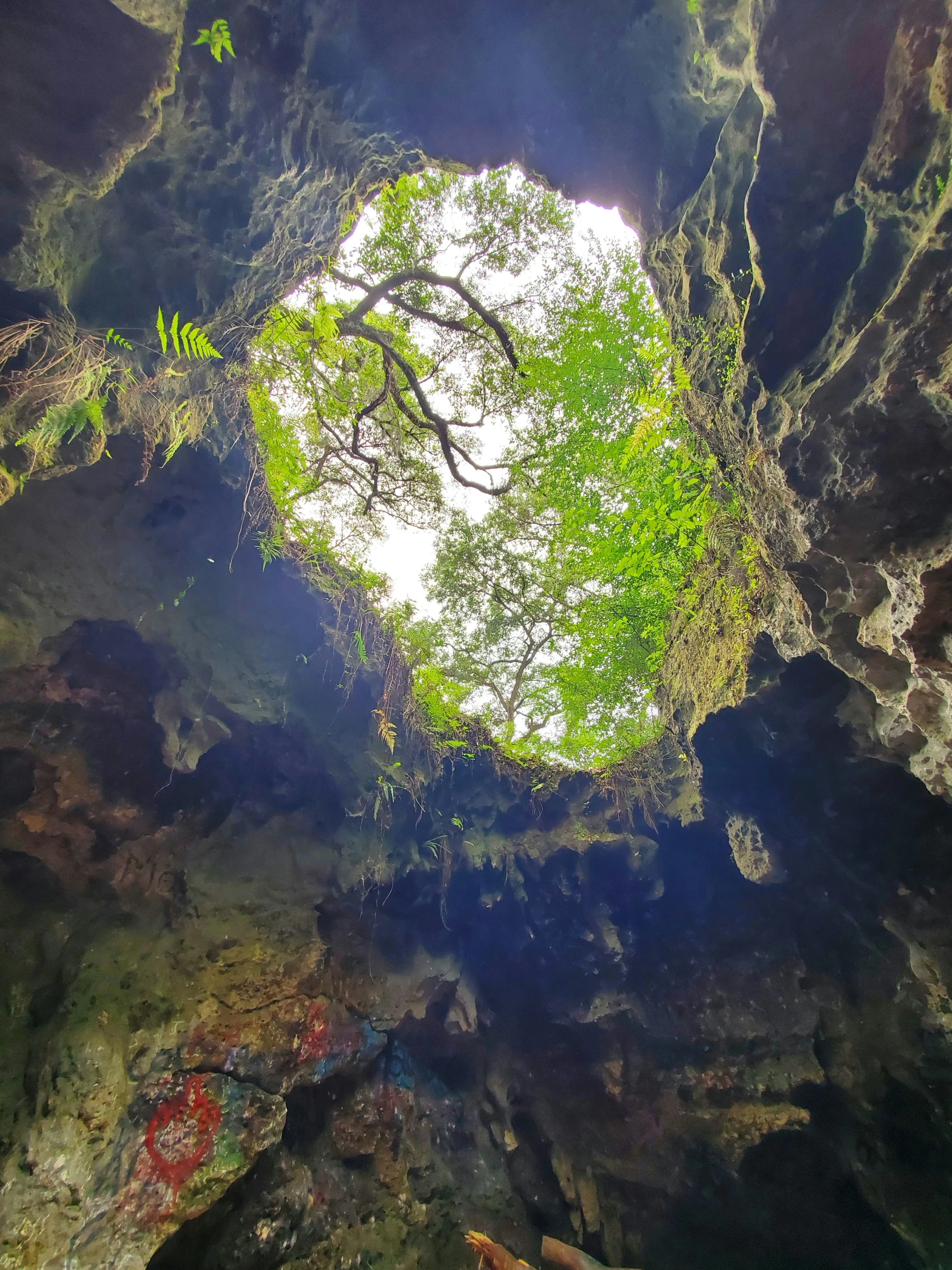 looking up at a tree growing on a cave