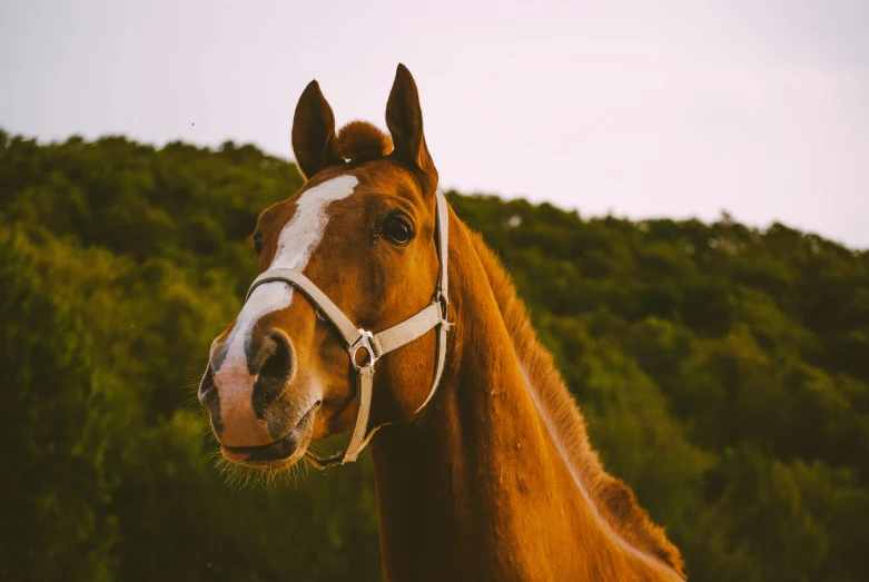 the head of a horse standing in front of a hill