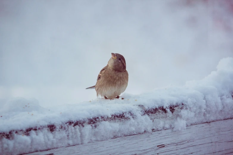 a small brown bird sitting on top of a snow covered wall