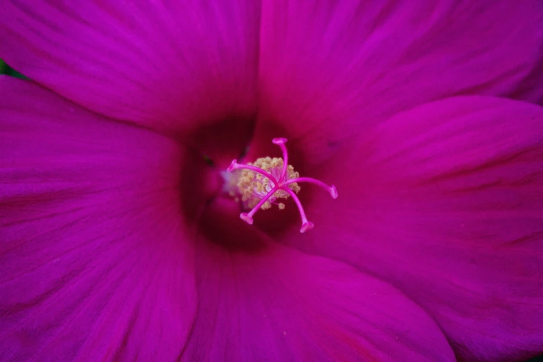 the large purple flower is blooming inside the pot