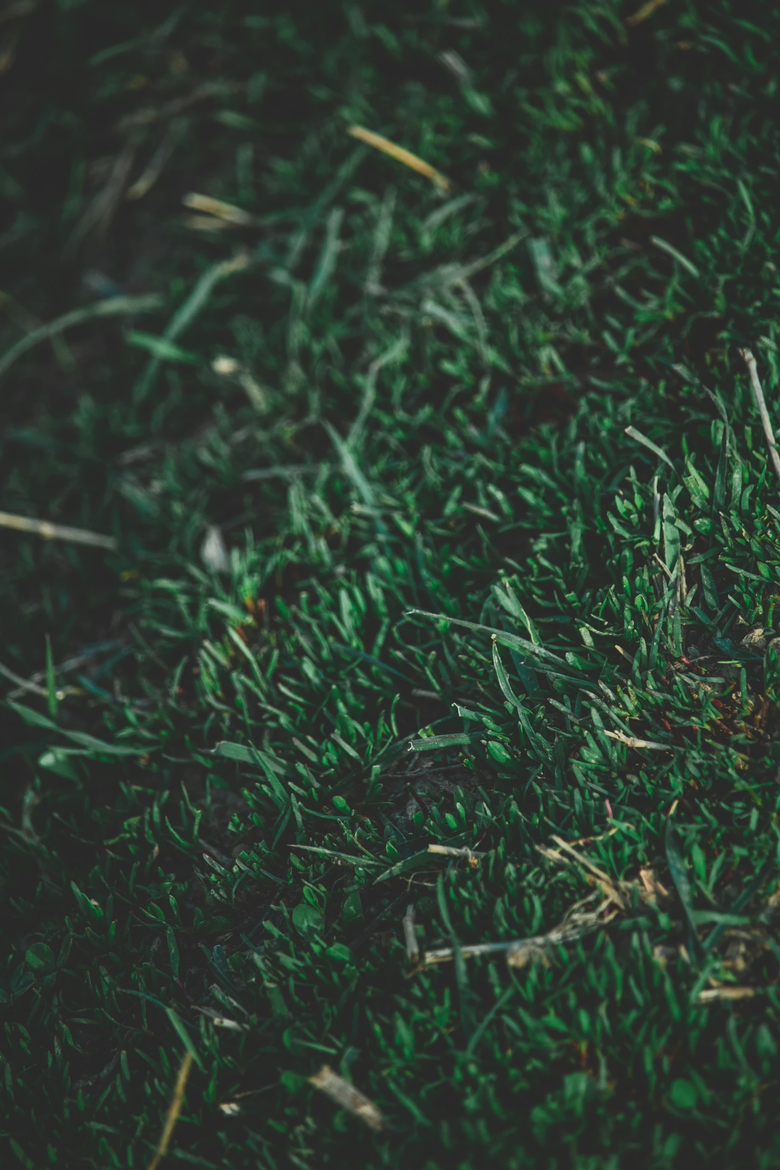 a toy teddy bear is sitting in the grass