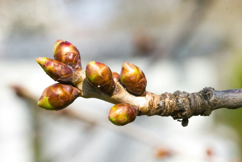 the flowers are budding on a tree nch