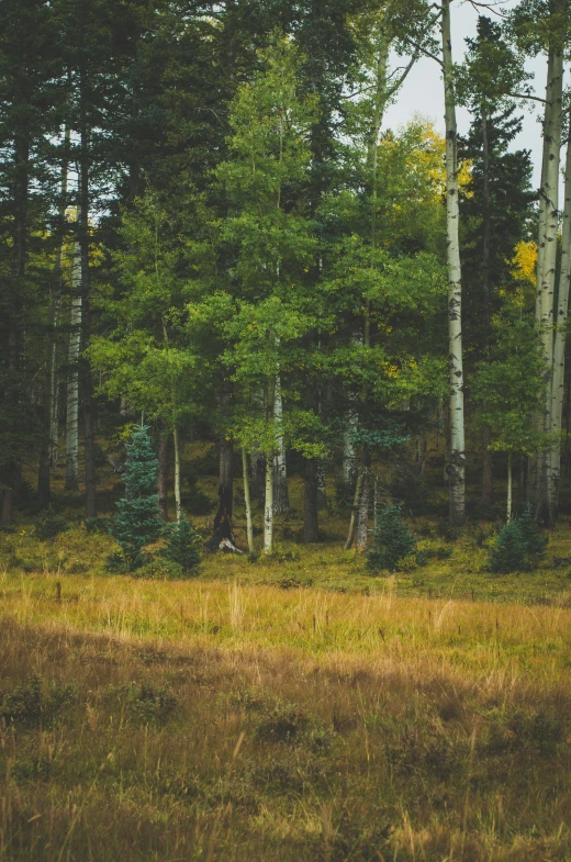 a bear that is walking in the grass