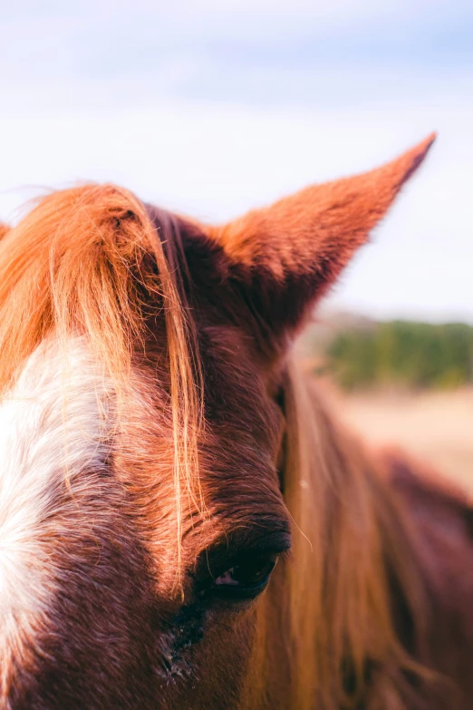 an animal with long hair standing in the dirt