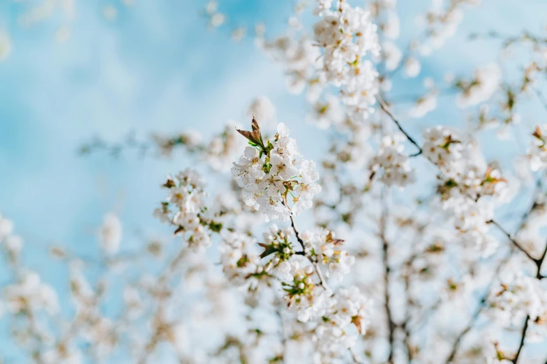 white flowering nches against a blue sky