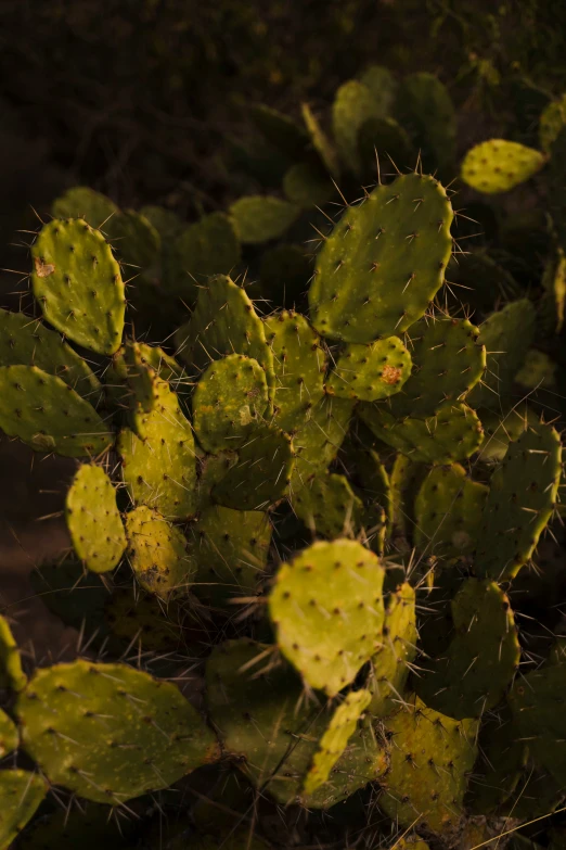 a cactus plant is full of green leaves