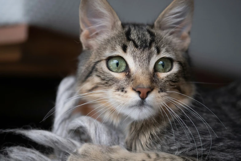 a close up of a cat looking at the camera