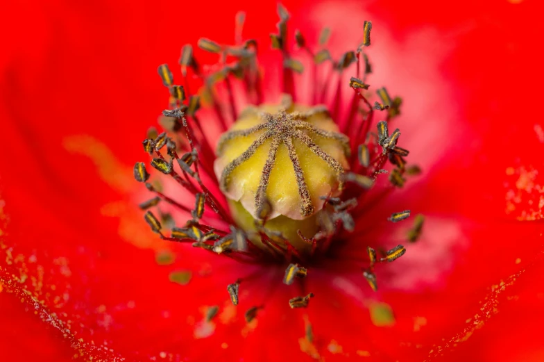 the inside of an opened red flower