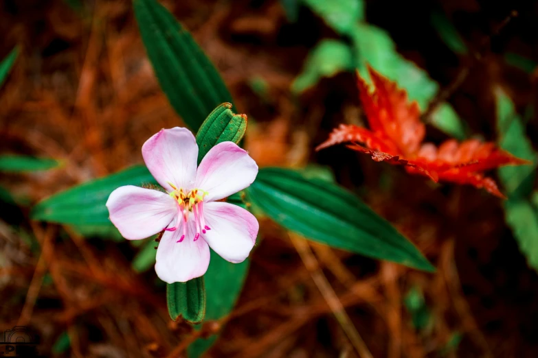 a pink and white flower that is growing in the ground