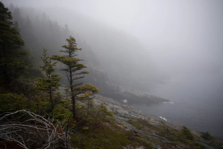 fog on the coast and trees with the ocean in the distance