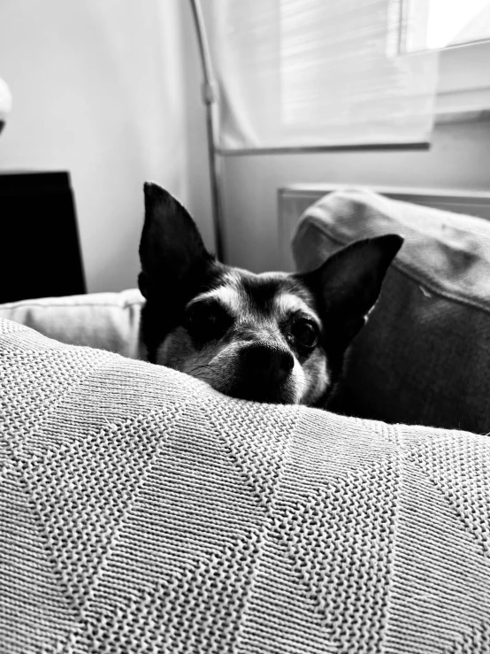 a dog that is laying down on a bed