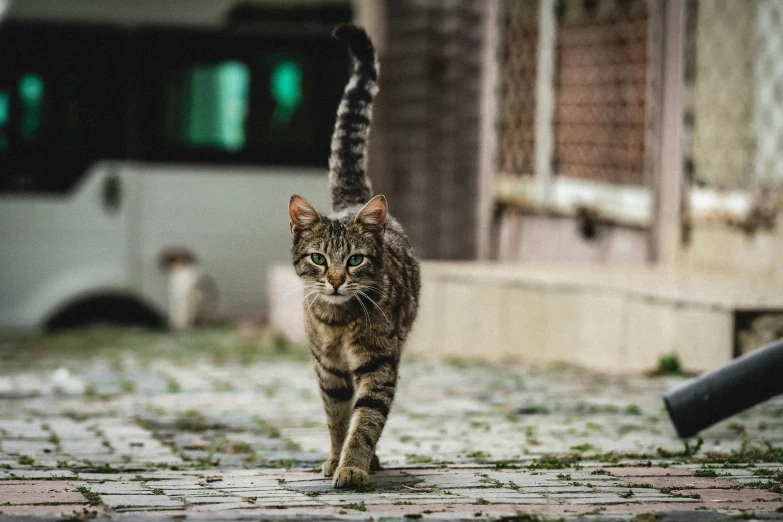 a large cat walks down an old cobblestone street