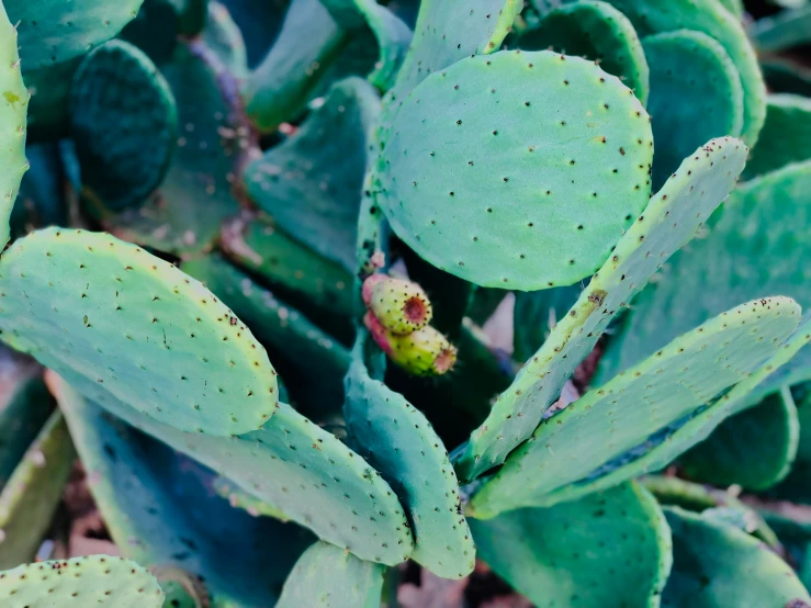 a very small green plant with tiny spots