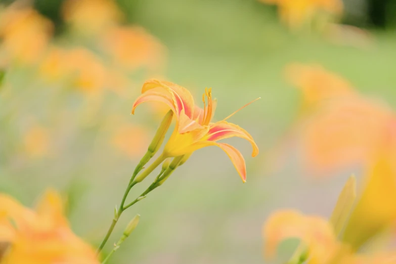 a field with orange flowers growing from it