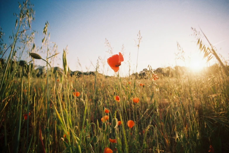 a poppy field with an orange poppy growing from it