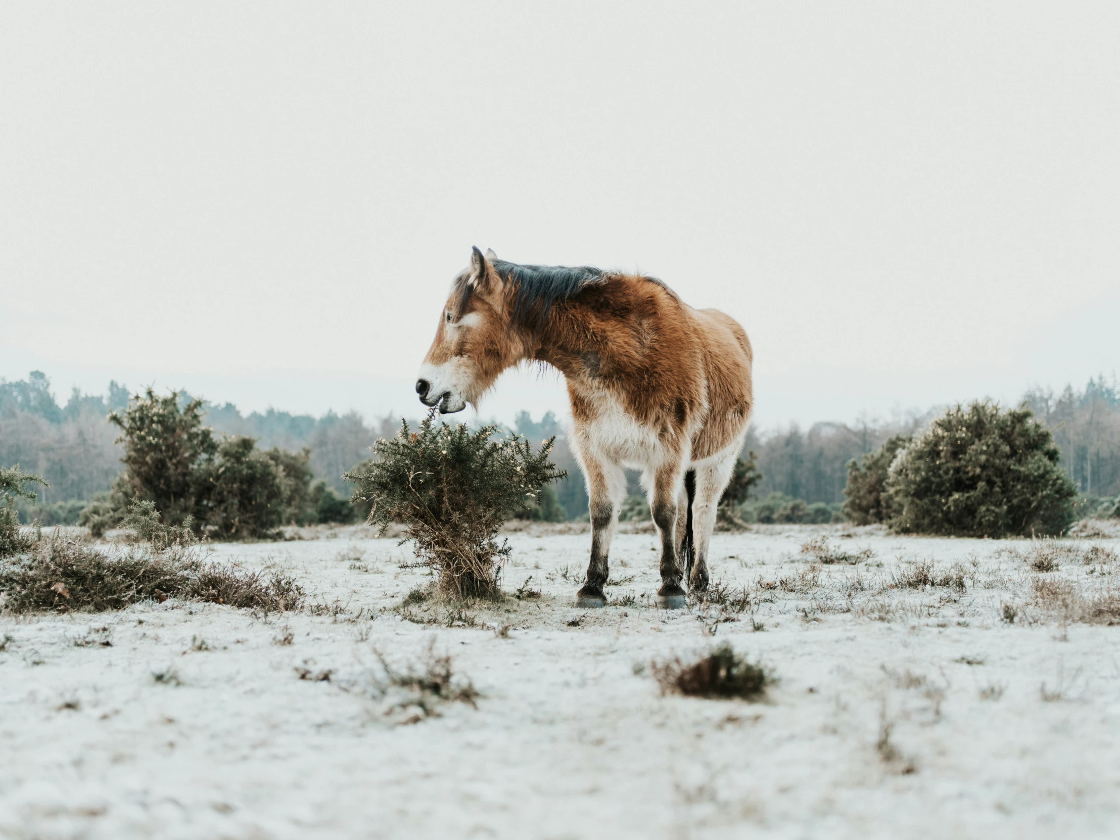 a small horse standing in a field covered in snow