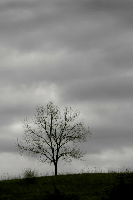 a lone tree standing at the edge of a hill