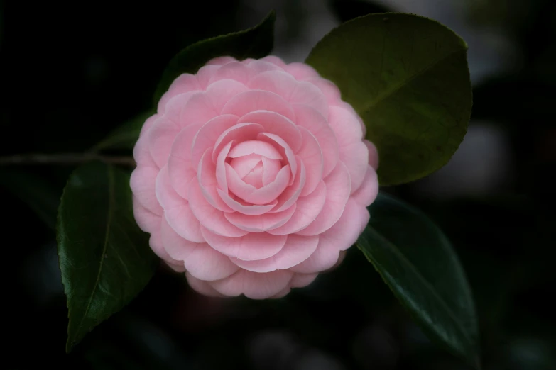 an extreme closeup of a large pink rose