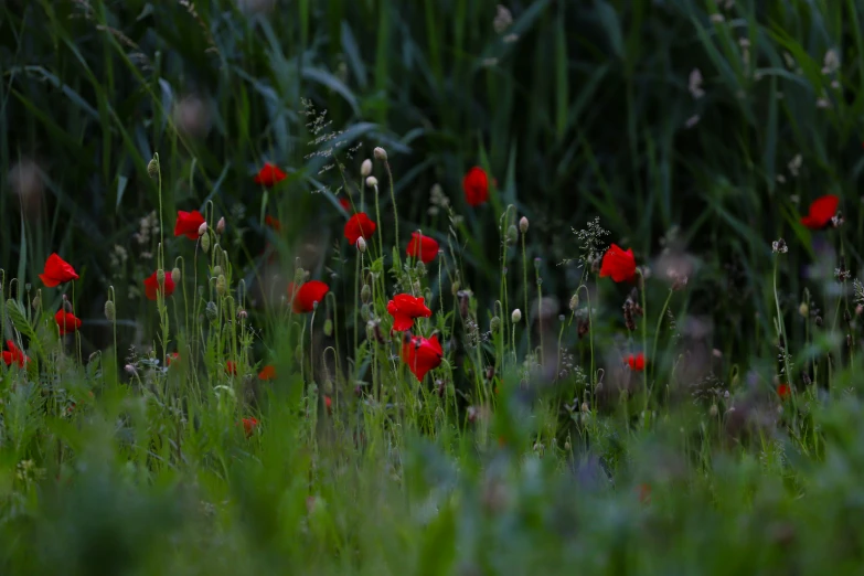 there are red flowers in a green field