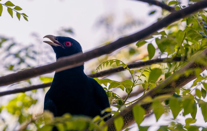 a black bird with red eyes perches on a nch