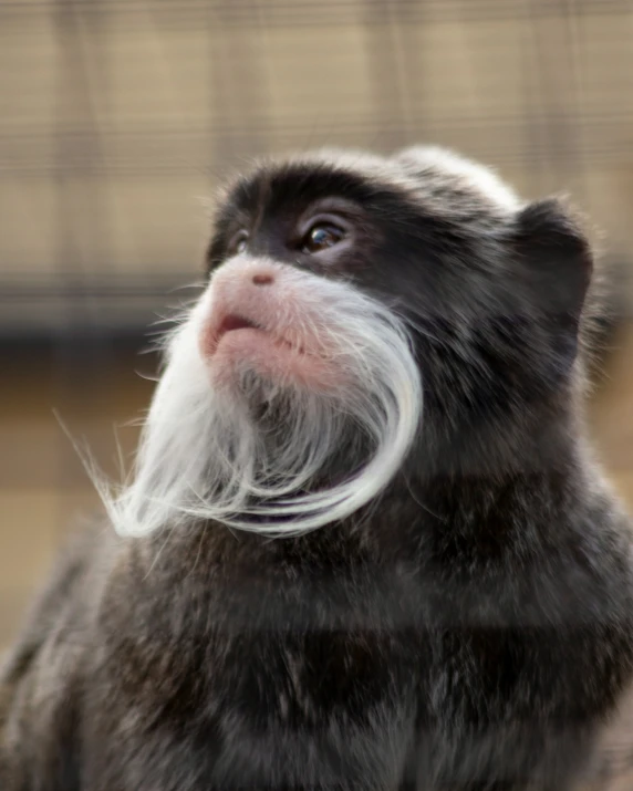 a black and white monkey with a long white mustache