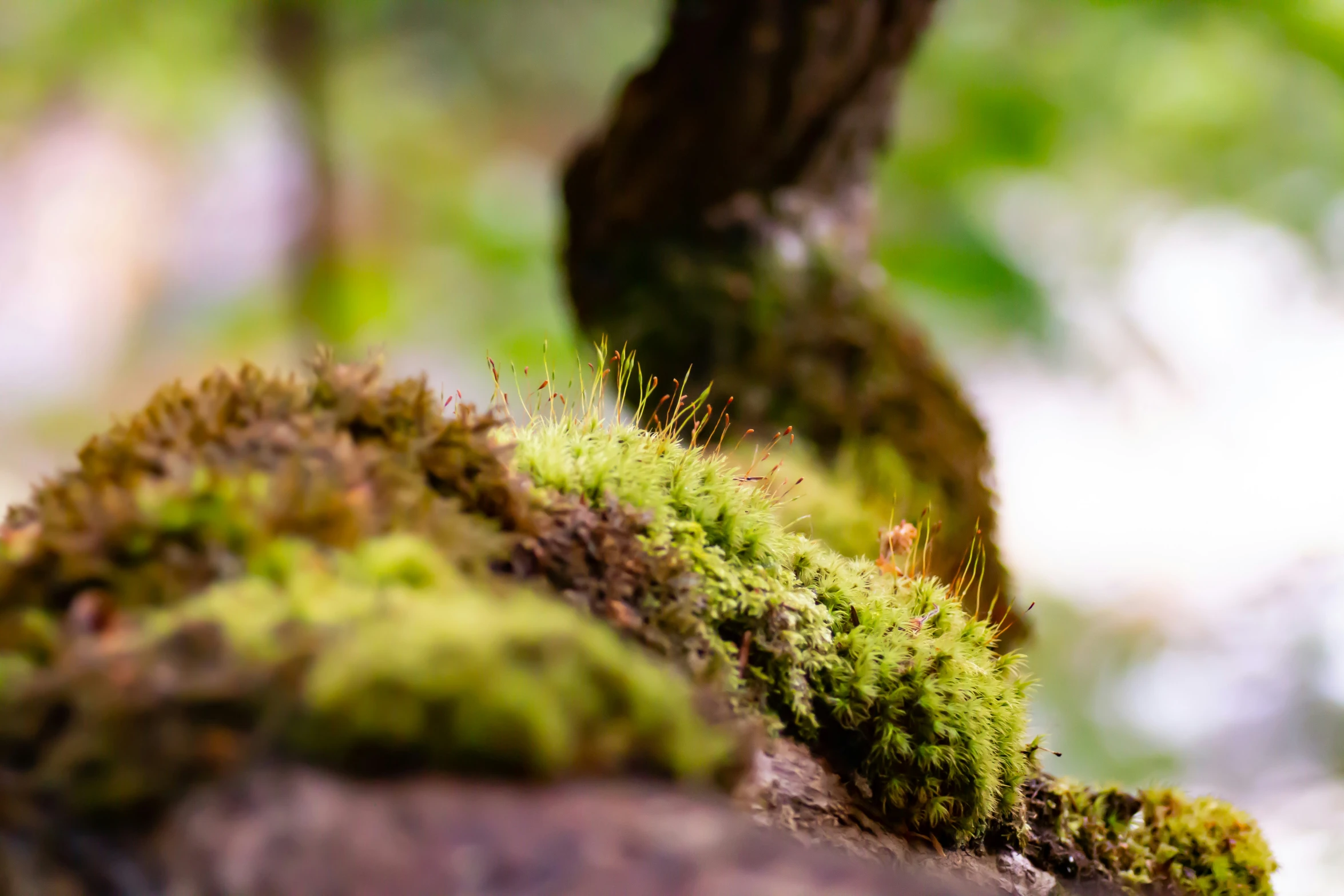 an image of a moss covered tree nch