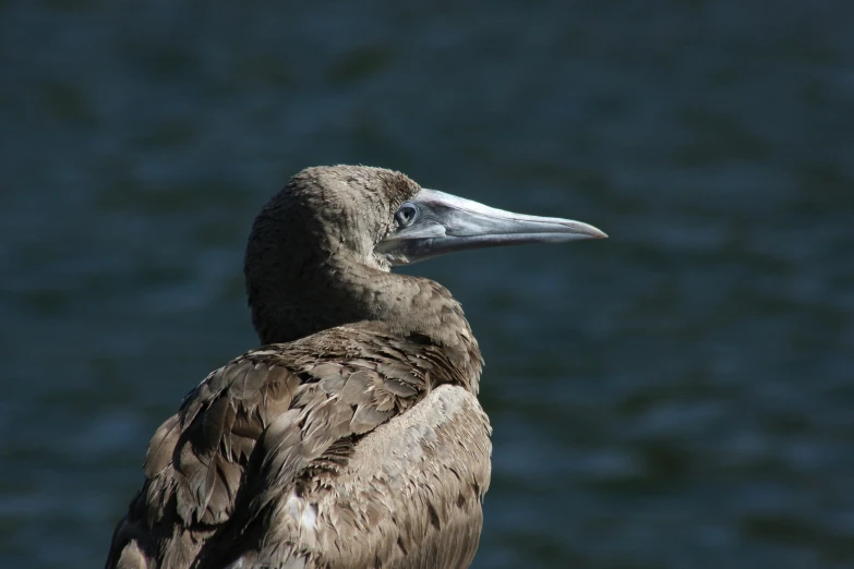 a large brown bird standing on a beach