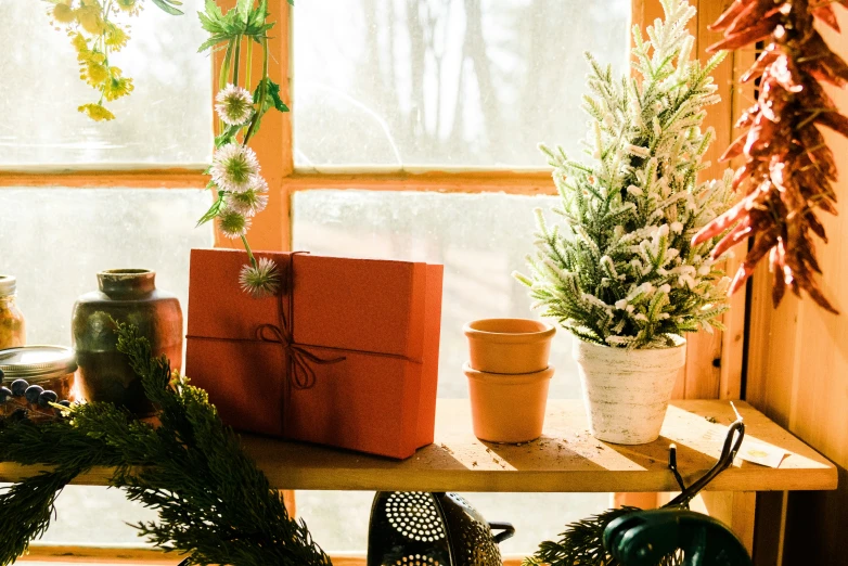 three pots with plants next to each other on a table