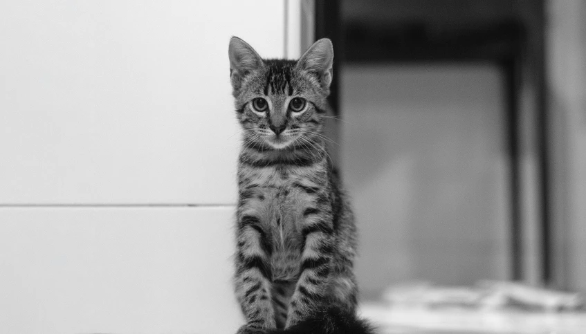 a small striped cat sitting on top of a floor