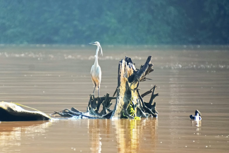 a bird that is standing on a stump in some water